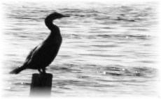 Drakes Island:  harbor-side piling serves as resting place for cormorans